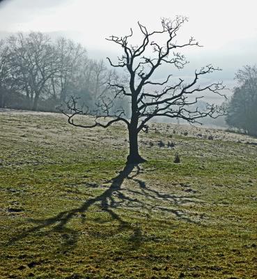 473 TREE SHADOW.jpg